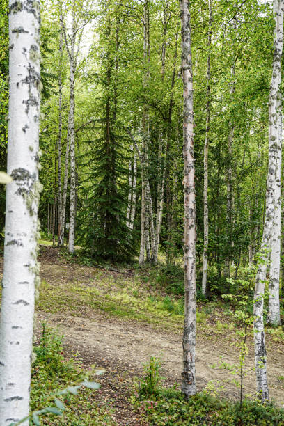 ель ситка в березовом лесу на аляске, сша - forest alaska plant sitka spruce стоковые фото и изображения