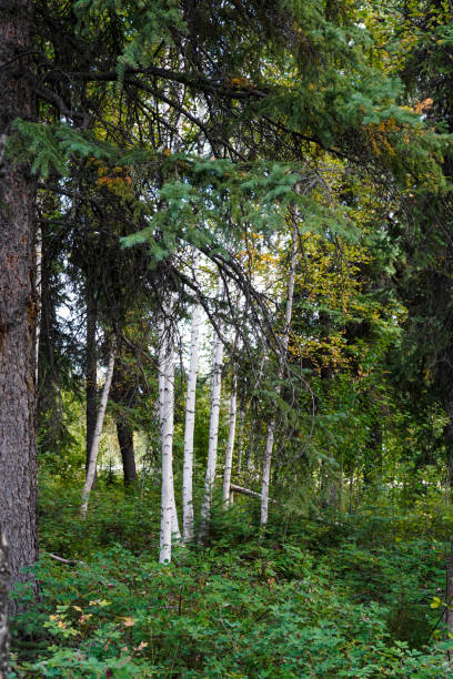 ситка ель рамирует березы на аляске, сша - forest alaska plant sitka spruce стоковые фото и изображения