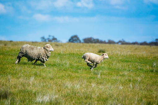 Merino Sheep running through  a paddock