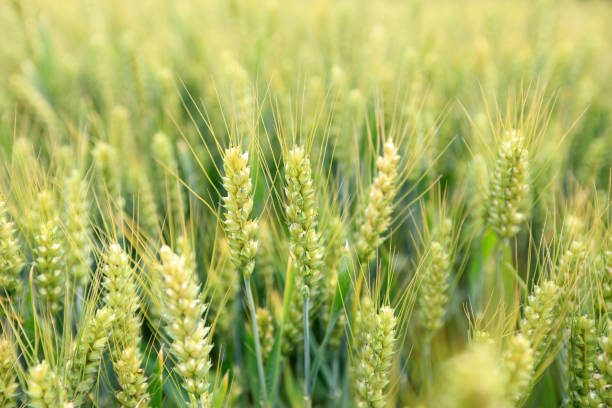 istock The wheat fields are under the blue sky and white clouds 1420276576