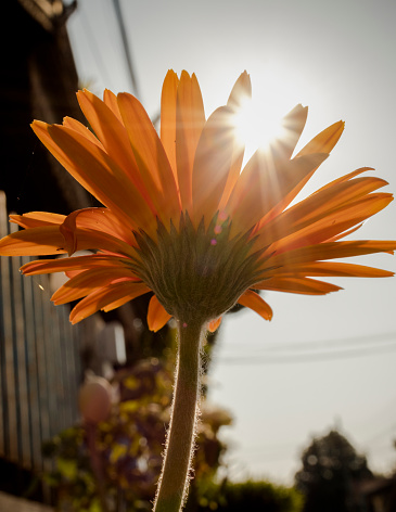 Gerbera, Barberton daisy flower with the sun flare