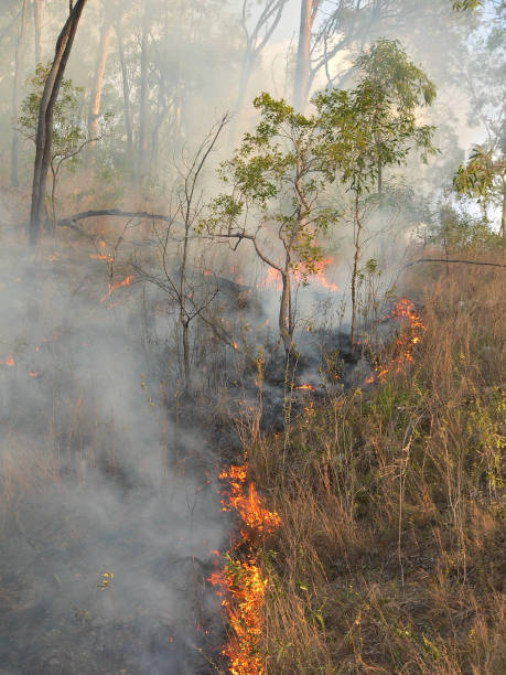 istock Fire burning through grass in the Australian bush 1420283727