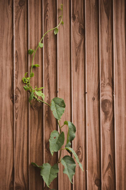 A wooden wall covered with a network of intertwined vines, showcasing the intricate and organic patterns formed by nature. The texture of the wooden surface contrasts with the delicate, web-like structure of the vines, creating a visually captivating scene.