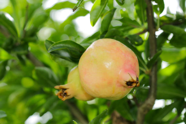 istock Young pomegranate fruit branch, close up. 1420289922