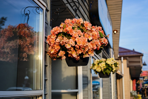 Hanging flower baskets in small town Nova Scotia