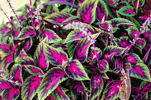 Perennial purple and green plant