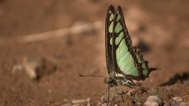 istock Butterfly is taking nutrients from the ground 1420301787