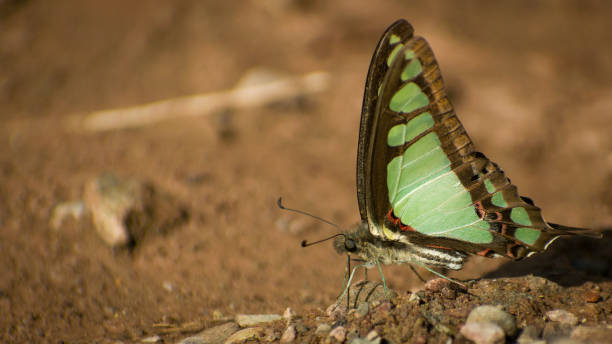 istock Butterfly is taking nutrients from the ground 1420301803