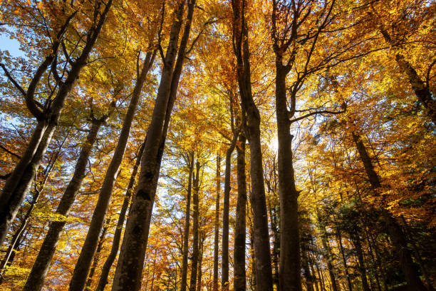 istock Colorful autumn forest with tree silhouettes 1420306119
