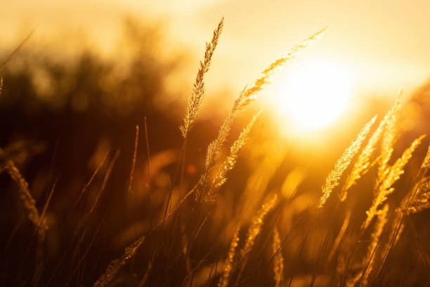 istock Steppe grass at sunset against a bright sky 1420306122