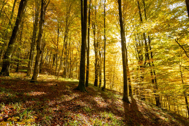 istock Golden forest in the morning, autumn scenery 1420306162