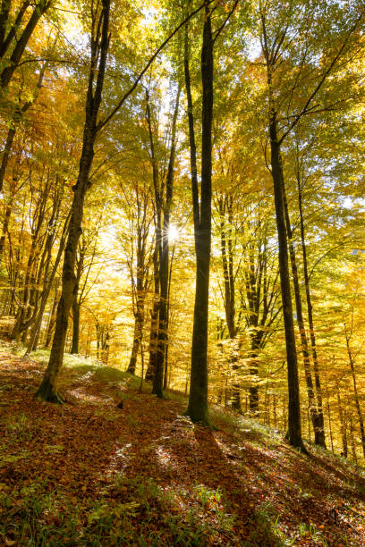 istock Golden forest in the morning, autumn scenery 1420306167