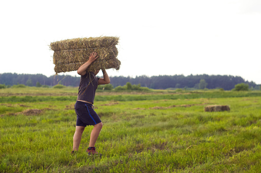Defocus farmer carry hay stack. Portrait of a farmer going on an hay bale in his field. Man farmer holding the hay on shoulder. Copy space. Out of focus.