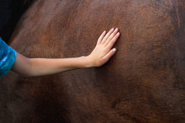 desenfoca la mano tocando el caballo marrón. una mano femenina acariciando a un caballo marrón. concepto de ternura y cuidado de los animales. psicoterapia, bienestar, reiki. fuera de foco - animal body fotografías e imágenes de stock