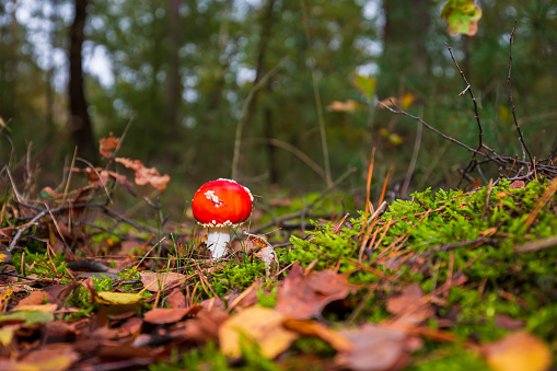 amanita muscaria, fly agaric or fly amanita basidiomycota muscimol mushroom with typical white spots on a red hat in a forest. Natural light, vibrant colors and selective focus.