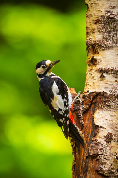 Closeup of a great spotted woodpecker (Dendrocopos major) perched in a forest Closeup of a great spotted woodpecker bird, Dendrocopos major, perched on a tree in a forest dendrocopos major great spotted woodpecker in the snow stock pictures, royalty-free photos & images