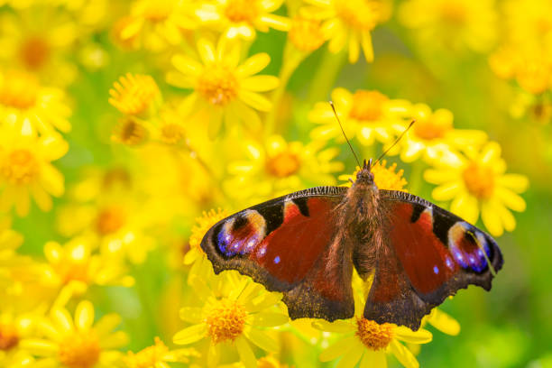 istock Aglais io, Peacock butterfly feeds on yellow flowers 1420313681