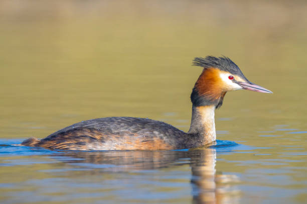 Great crested grebe Podiceps cristatus mating during Springtime stock photo