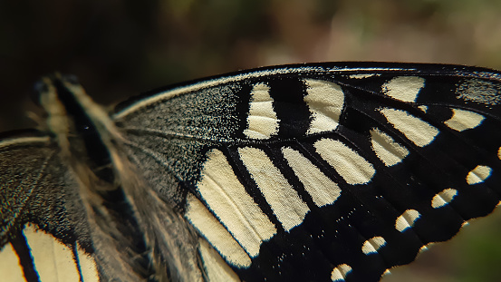 Close-up of a blue dragonfly Calopteryx splendens