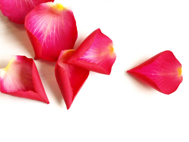 istock colorful red rose  petals 1420314111