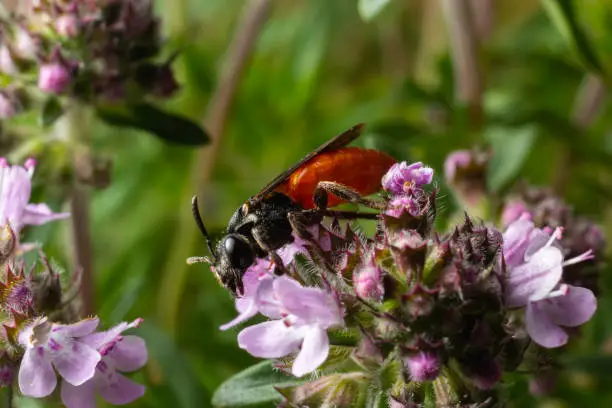 Closeup of nice red colored cleptoparasite bloodbee , Sphecodes albilabris.