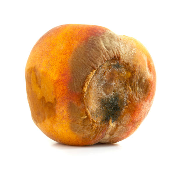 istock Rotten peach isolated on a white background 1420316390