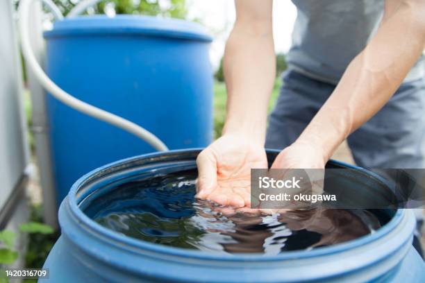 Man Collecting Rainwater In Barrel Stock Photo - Download Image Now - Barrel, Water, Water Conservation