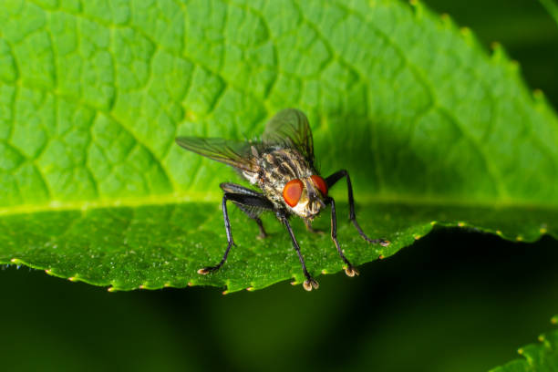 istock blue bottle fly species calliphora vomitoria isolated 1420317445