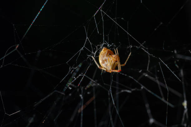 istock Triangulate Cobweb or Triangulate Comb-Foot spider Steatoda triangulosa 1420317586