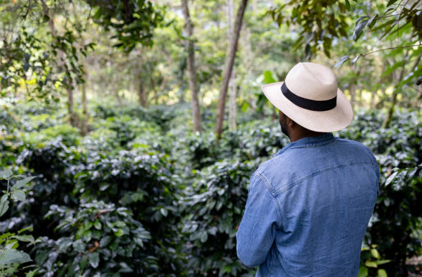 Colombian farmer looking at a coffee plantation - rear view image