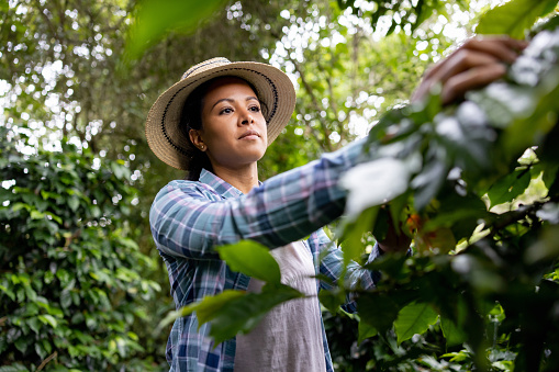 Female farmer collecting coffee beans at a Colombian farm