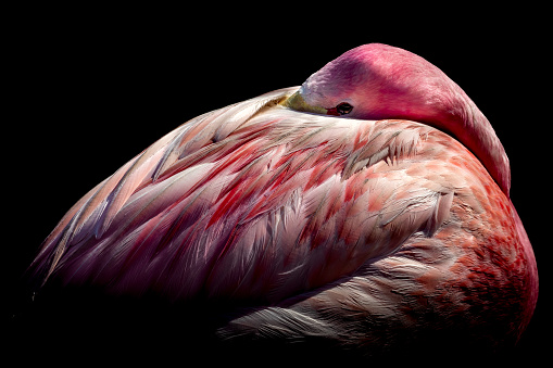 Pink flamingo basking in the sun with its head under its wing at Slimbridge Wetlands
