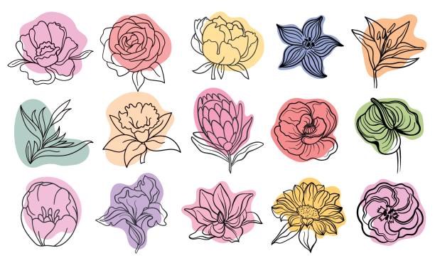 Vector line black illustration graphics flowers: green anthurium, eustoma, dianthus, clematis, lily, magnolia, sunflower, poppy colors stains. Vector line black illustration graphics flowers: green anthurium, eustoma, dianthus, clematis, lily, magnolia, sunflower, poppy colors stains. lily stock illustrations