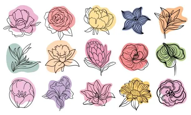 Vector illustration of Vector line black illustration graphics flowers: green anthurium, eustoma, dianthus, clematis, lily, magnolia, sunflower, poppy colors stains.