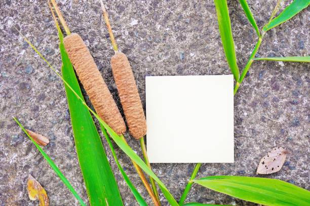 istock Comment space mockup with cattail ears against a concrete background 1420326341