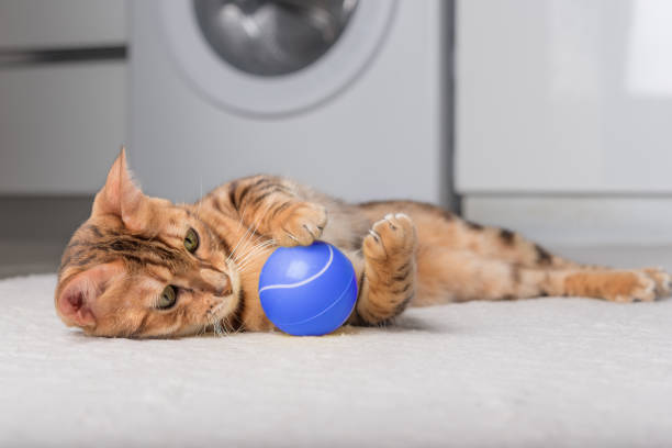 istock Bengal cat plays with a ball on the floor. 1420326867