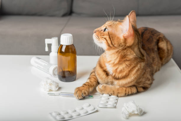 istock Domestic cat on the table with medicines for colds. 1420326911