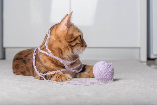 istock Red cat plays with a ball of thread on the carpet. 1420326946