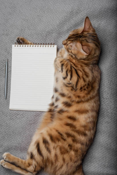 istock Top view of a cat with a white notepad sheet and a pen. 1420327135