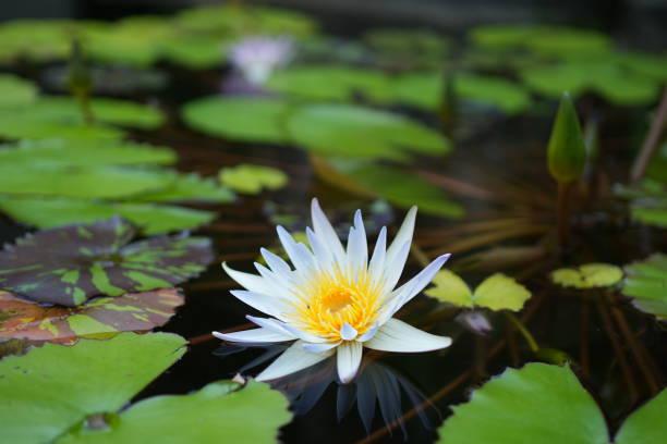 花 Flowers in the water 花 stock pictures, royalty-free photos & images