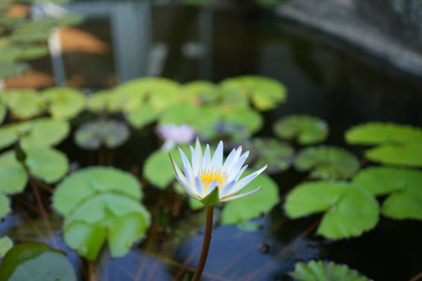 花 Lotus flowers in the water 花 stock pictures, royalty-free photos & images