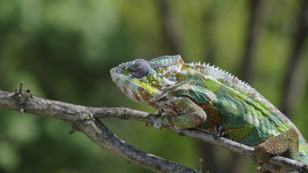 istock Chameleon sits on a tree branch and looks around. Panther chameleon (Furcifer pardalis). 1420331005