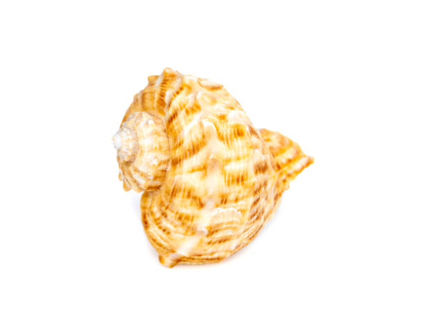 istock Image of seashell rapana rapiformis on a white background. Undersea Animals. Sea shells. 1420331147