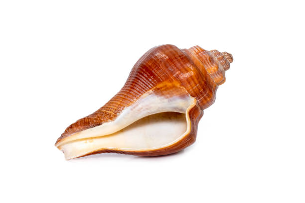 Image of pugilina cochlidium (Spiral melongena) on a white background. Red Sea Snail. Undersea Animals. Sea Shells. stock photo