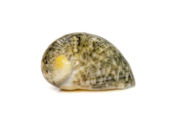 images of nerita chamaeleon sea snail is a species of sea snail, a marine gastropod mollusk in the family neritidae. Undersea Animals. Sea Shells.