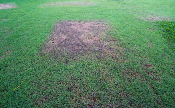istock Green grass and some dry areas need maintaining, lawn in bad condition. 1420335790
