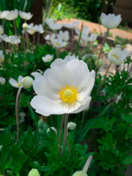 istock Blooming Snowdrop anemone flower in spring meadow 1420337002
