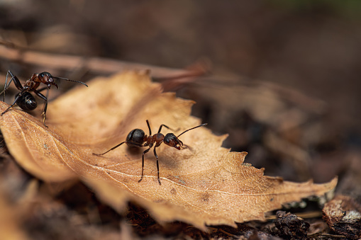Black wood ants on the dried leaf in the woods, extreme close-up