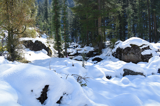 Snow caped ground and himalayan cedar trees.