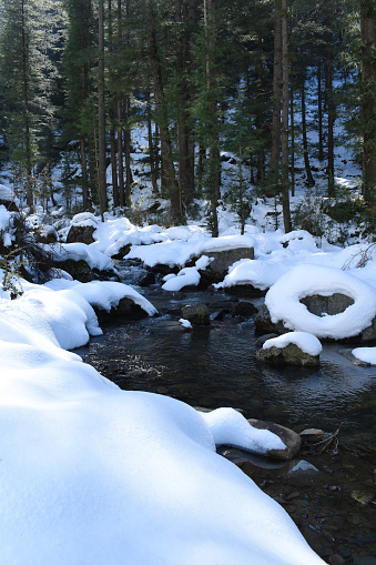 Serene water brook flowing, snow and himalayan cedar trees.